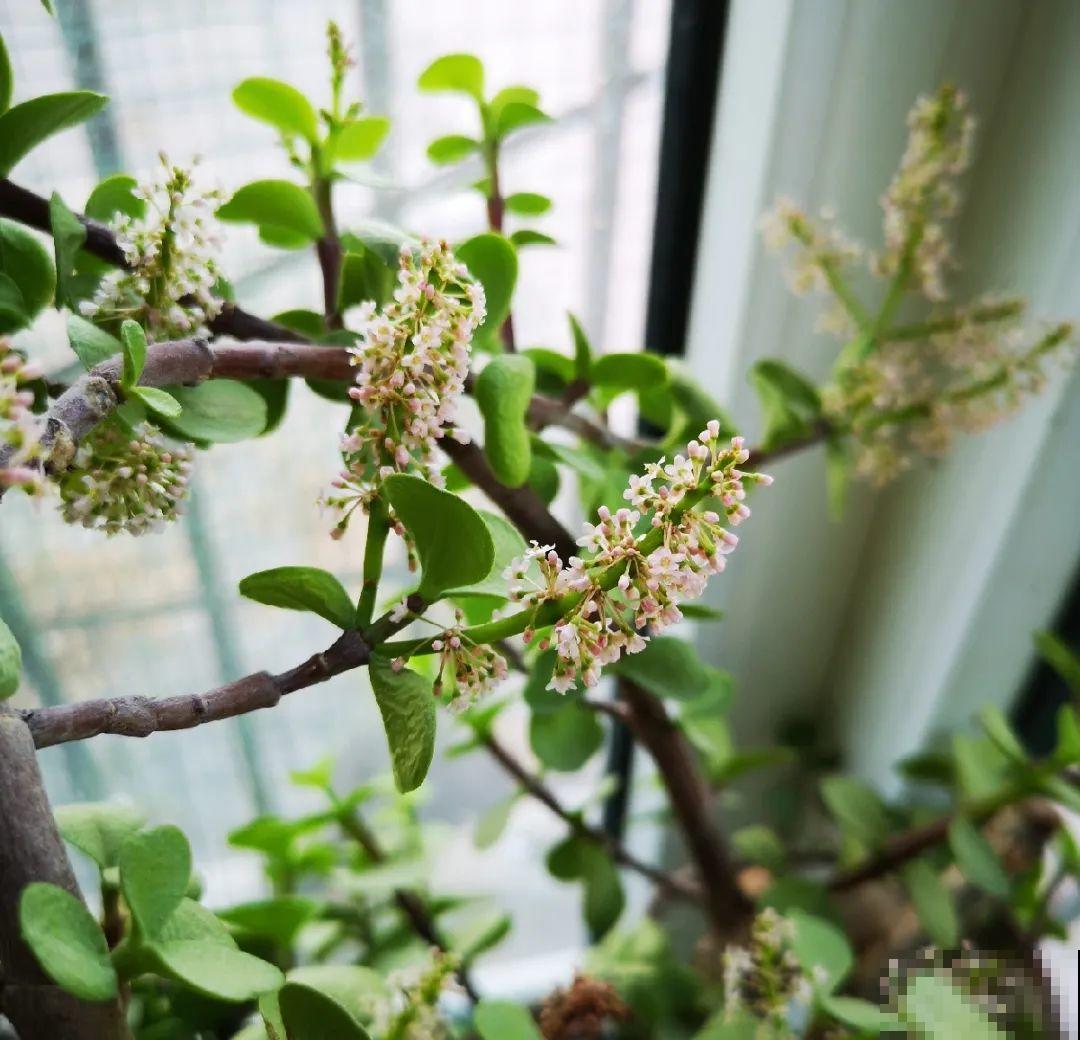 金枝玉叶开花了，特罕见，比雅乐之舞还美！