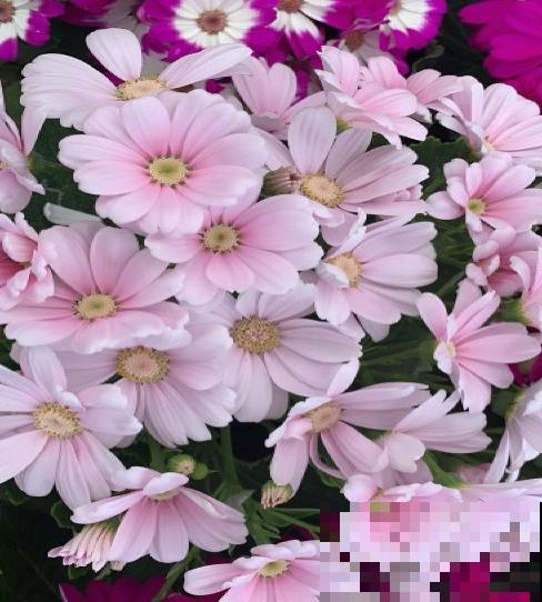 瓜叶菊挺好养，不怕冷也不怕热，怎么造都能活！