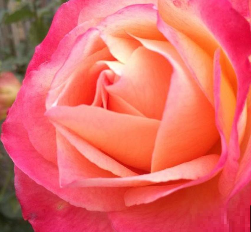 月季花“彩云”特好看,红得像火,开花多,花期长! 月季花“彩云”特好看,红得像火,开花多,花期长!