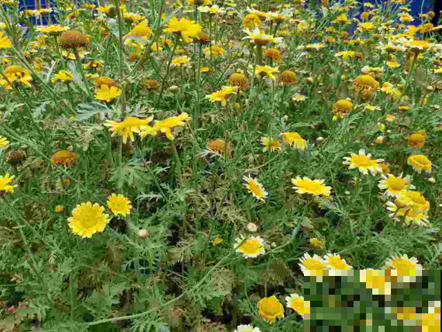 4种菜在家就能种，一茬一茬长不停，安全又放心