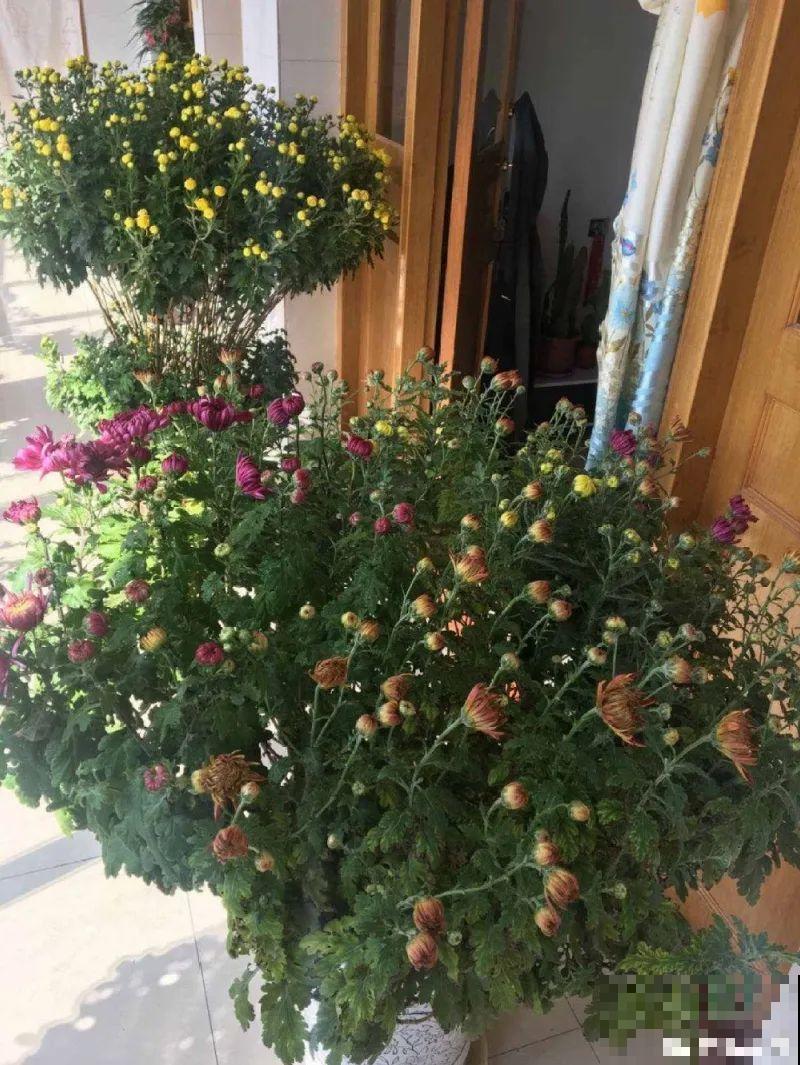 最大的长寿老桩,7年时间,养成盆景! 最大的长寿老桩,7年时间,养成盆景!