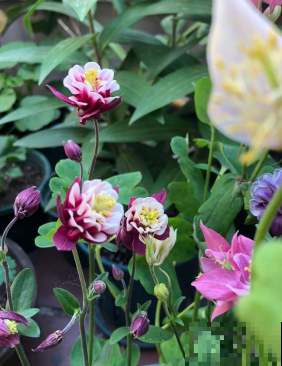 最适合院子种的花,皮实耐寒花期长,好养死不了! 最适合院子种的花,皮实耐寒花期长,好养死不了!