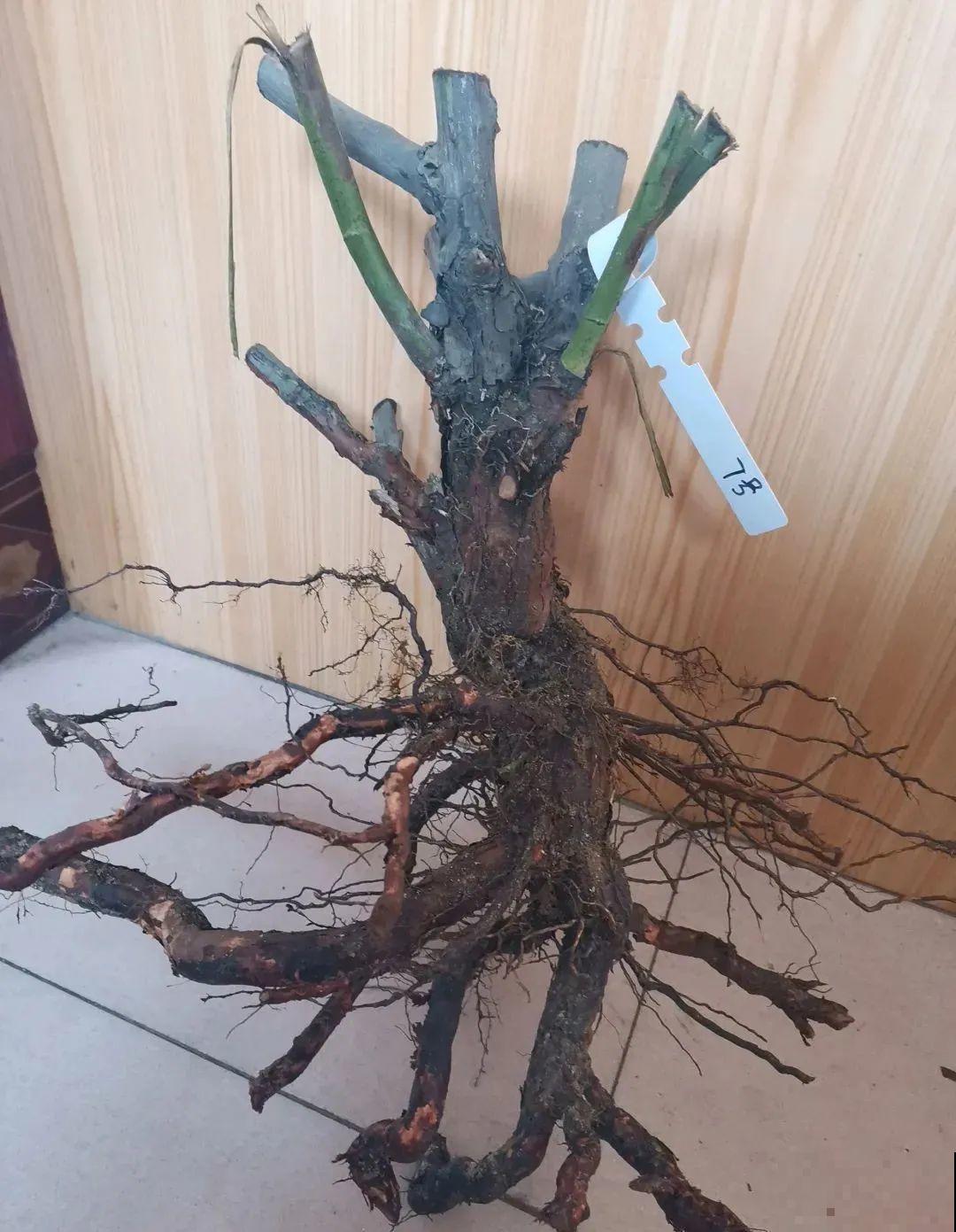 这种花就欠“拽”，没事拽拽根，变成老桩美到爆！