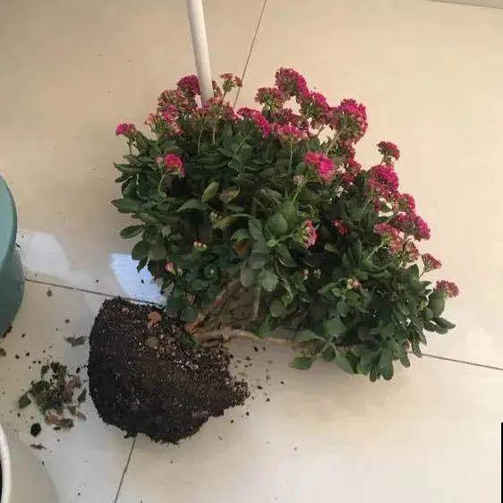 小盆养花好，大盆养花死，真准！