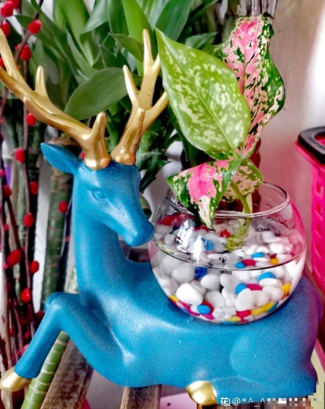 6种花水培更好,方便还干净,开花一串串 6种花水培更好,方便还干净,开花一串串