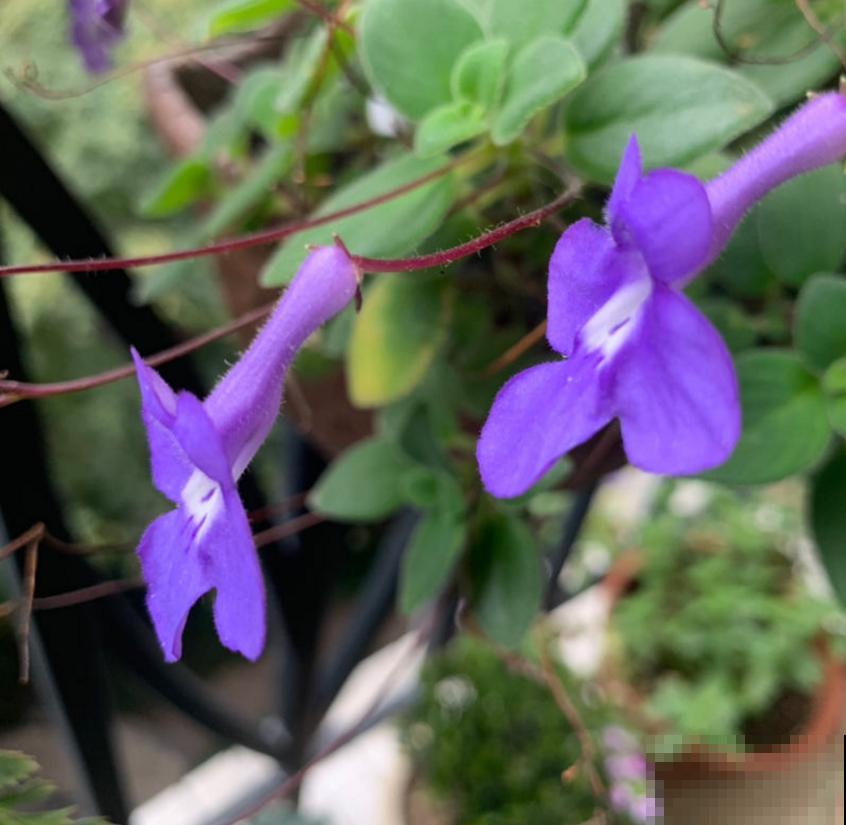 适合吊着养的5种花,专门解决空间不够,好看又省地方 适合吊着养的5种花,专门解决空间不够,好看又省地方