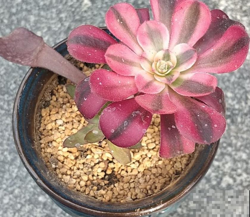 秋天多肉使劲晒，越晒越欢，“整容式”变美！