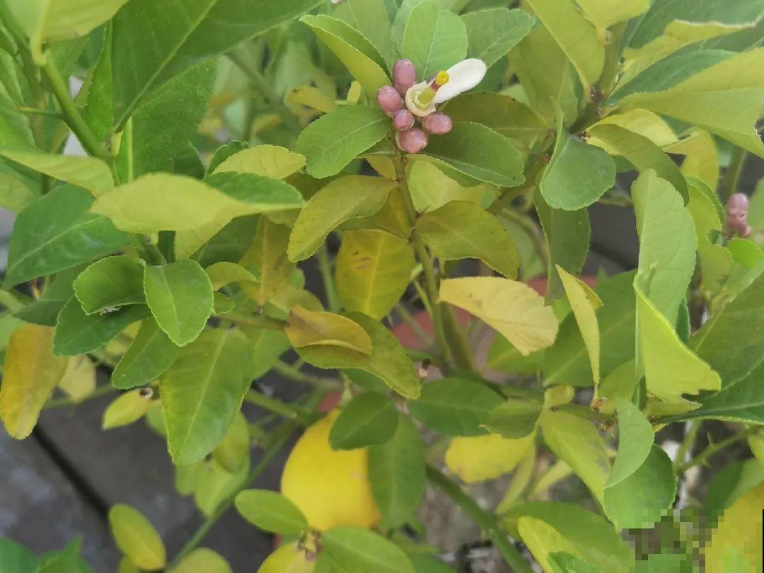 秋天特难养的花，养不活难受，还惹一肚子气！