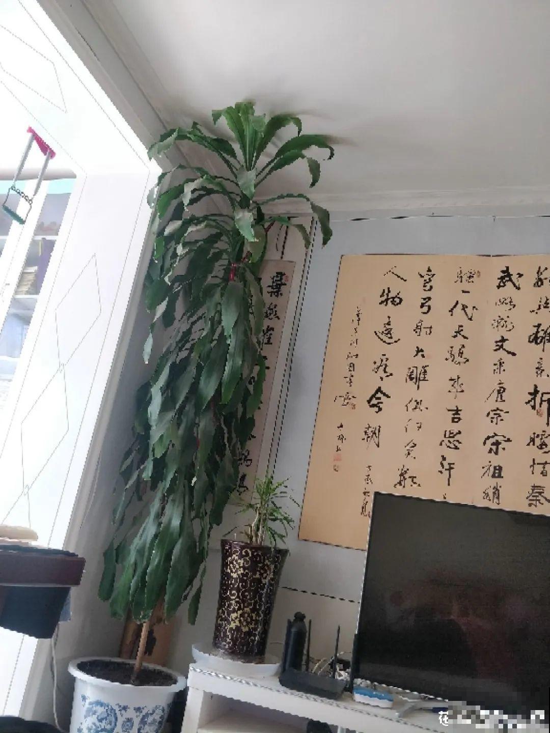 适合懒人养的花，勤快一点就养不好，懒养呼呼长