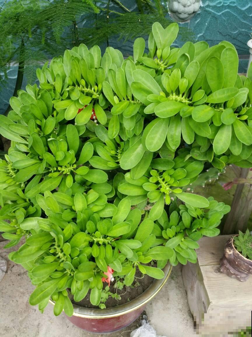 4种镇宅花，长得丑但是超有安全感，养在家里很安心