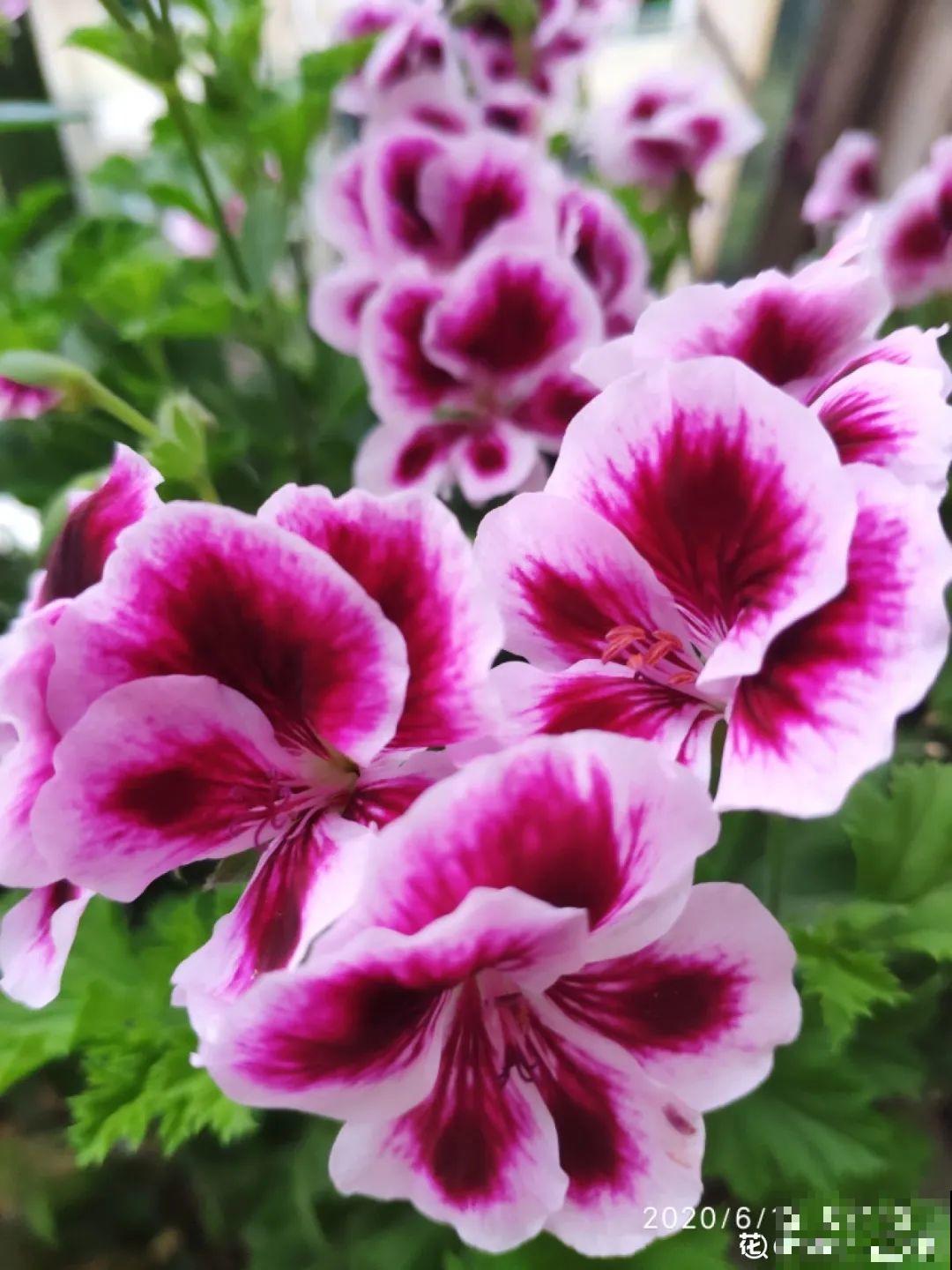 十一赏花图谱，看了啥花都认识，不用问别人！