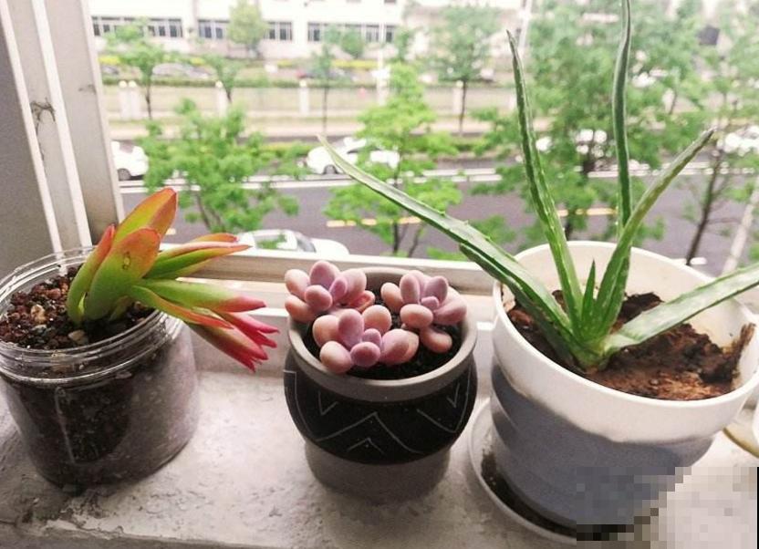 秋天多肉使劲晒，越晒越欢，“整容式”变美！