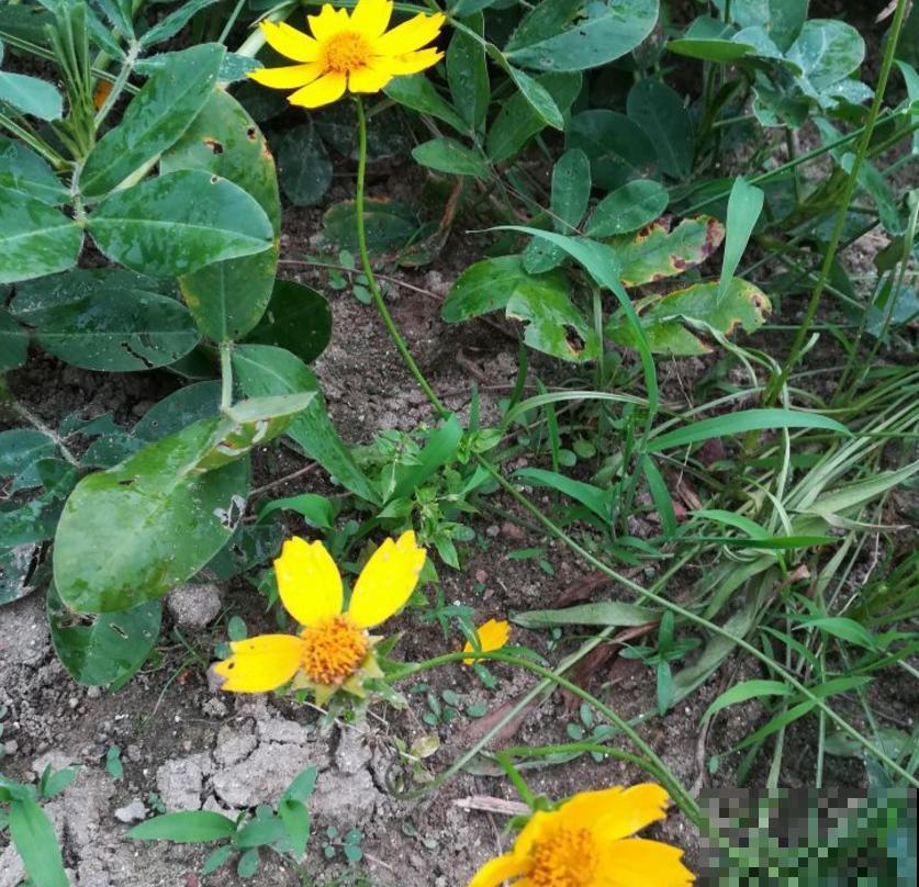 金鸡菊花期长,扔几粒种子,能开小半年! 金鸡菊花期长,扔几粒种子,能开小半年!