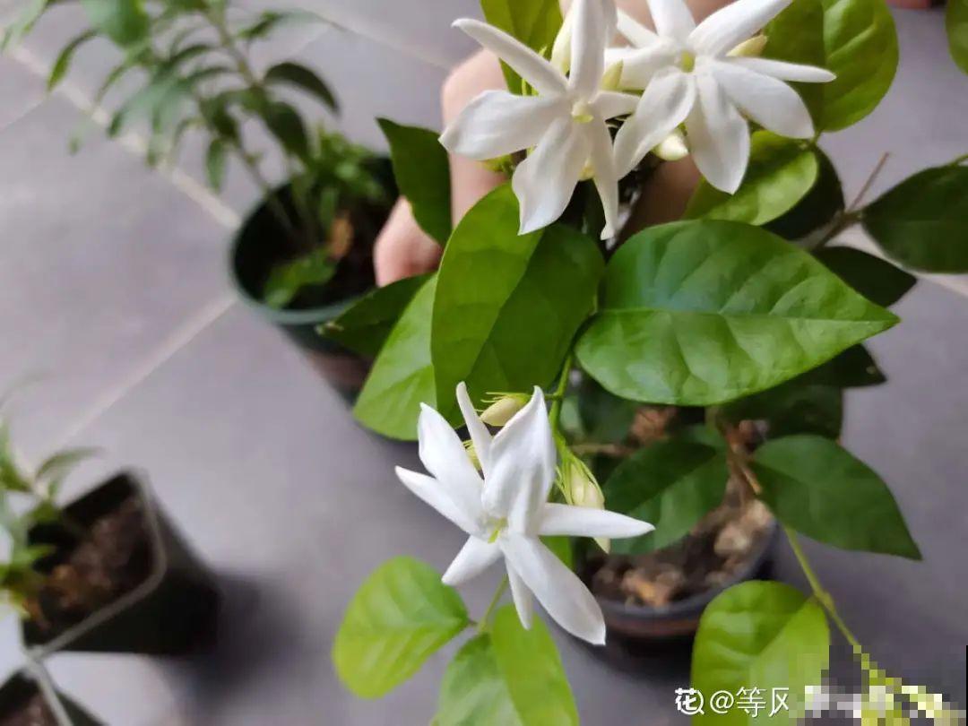 秋天特难养的花，养不活难受，还惹一肚子气！