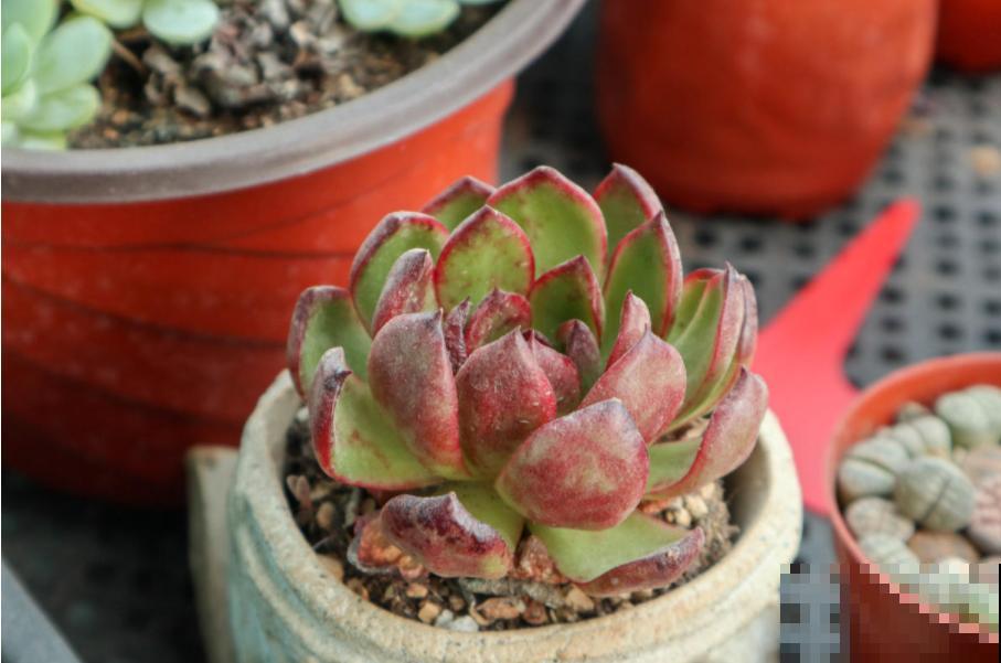 养花如何增加空气湿度？4个小妙招，省下空气加湿器的钱！