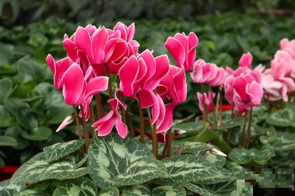 这花看一眼就爱上，年年死，但年年都想买！