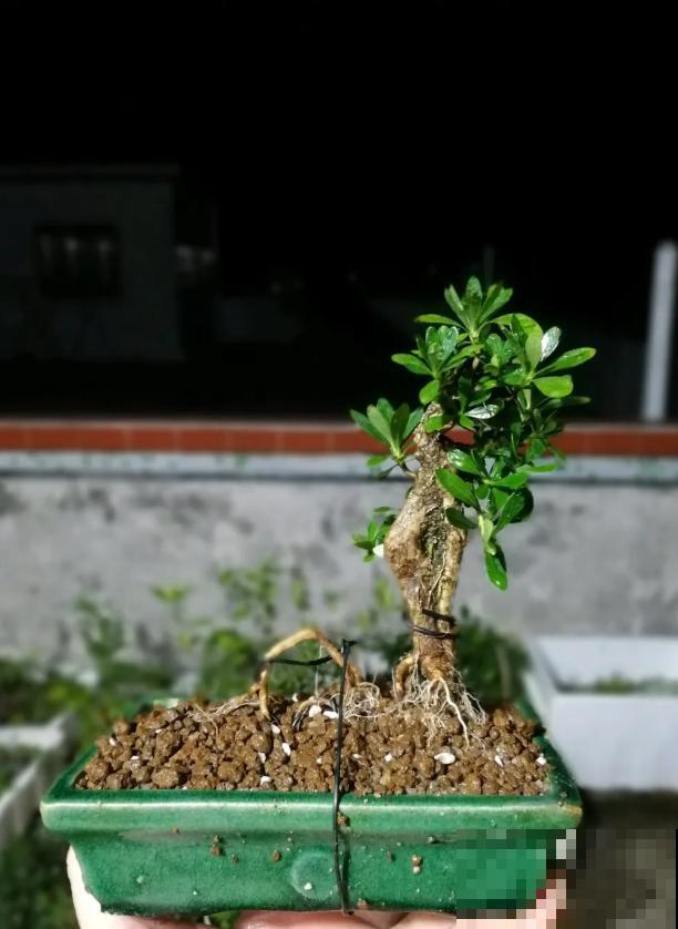 这种花就欠“拽”，没事拽拽根，变成老桩美到爆！