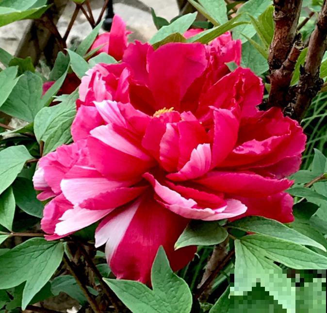 最适合院子种的花,皮实耐寒花期长,好养死不了! 最适合院子种的花,皮实耐寒花期长,好养死不了!