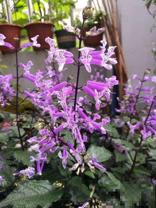 养花对身体有益，这4种花只要1种，就能养人养身心