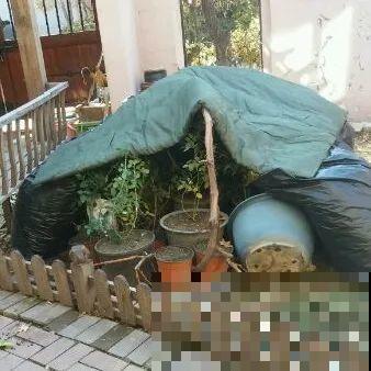 掉叶子第一名,10种花养成光杆,竟然还活着! 掉叶子第一名,10种花养成光杆,竟然还活着!