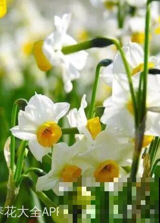 家里养了猫咪，这6种花不能在家养，不然惹来大麻烦！