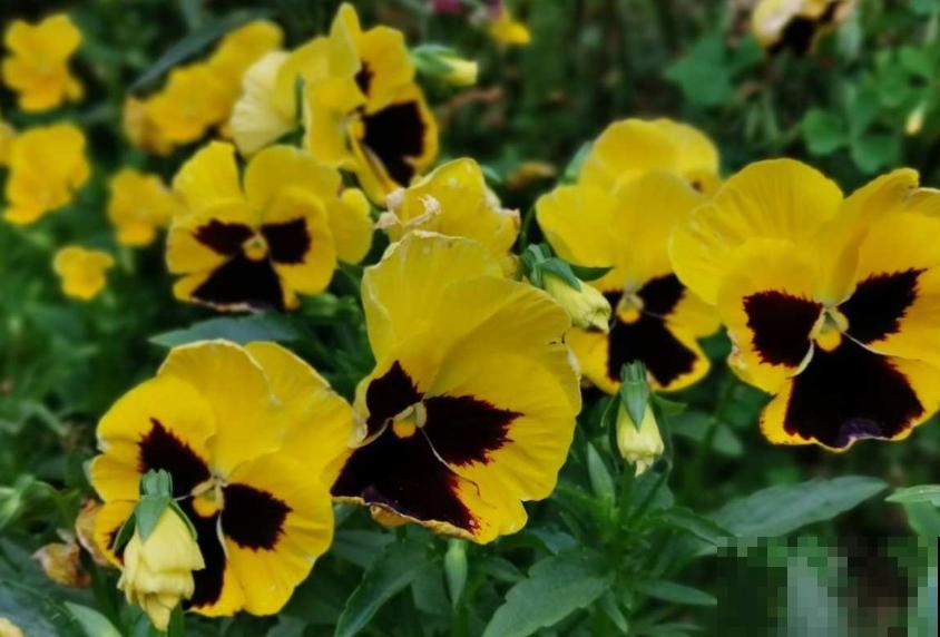 这些花一开始觉得丑,养了之后:真香! 这些花一开始觉得丑,养了之后:真香!