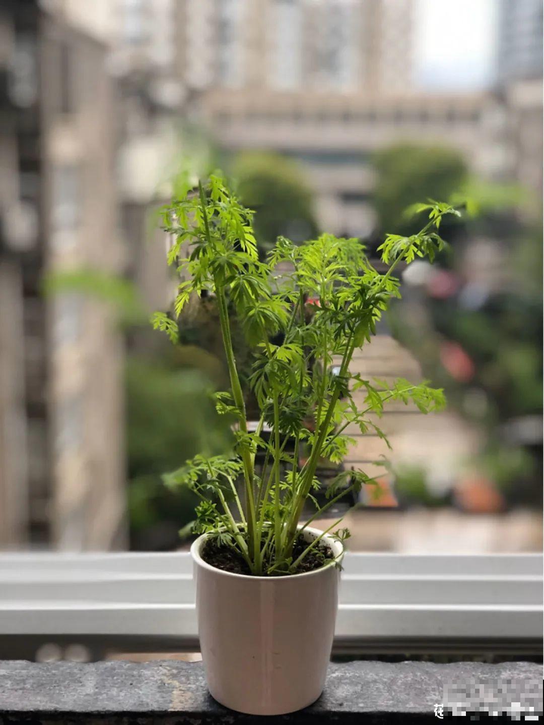 人参萝卜开花了,我种的花,都是这么奇奇怪怪! 人参萝卜开花了,我种的花,都是这么奇奇怪怪!