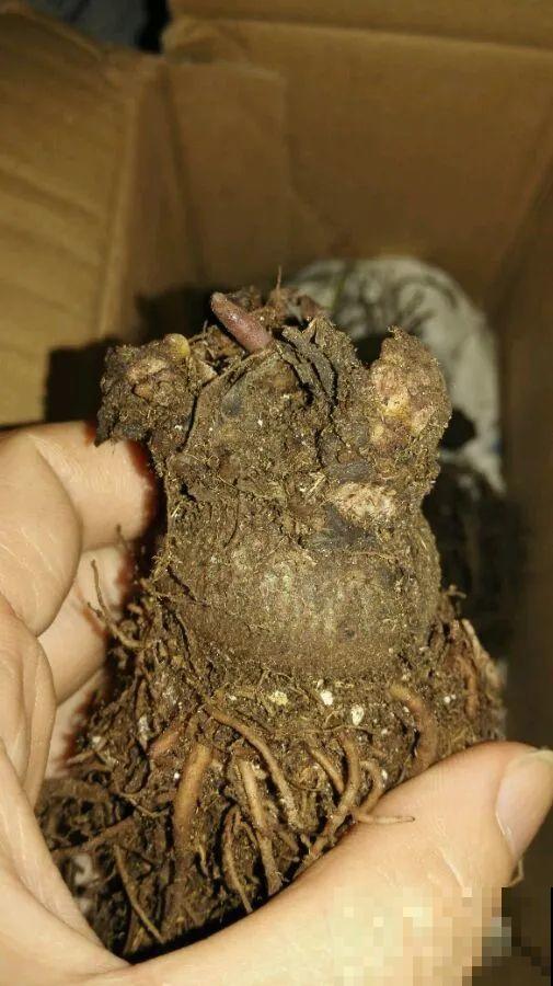 10种花少浇水，天冷容易涝根，旱一旱才长得旺