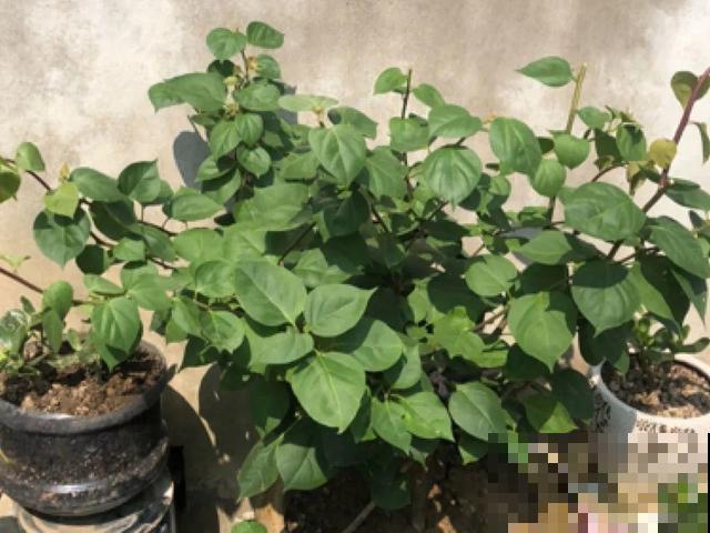 十月养这花,撸叶子、少浇水,10天冒出大花苞! 十月养这花,撸叶子、少浇水,10天冒出大花苞!