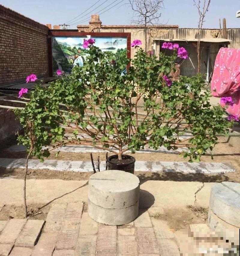 最大的长寿老桩,7年时间,养成盆景! 最大的长寿老桩,7年时间,养成盆景!