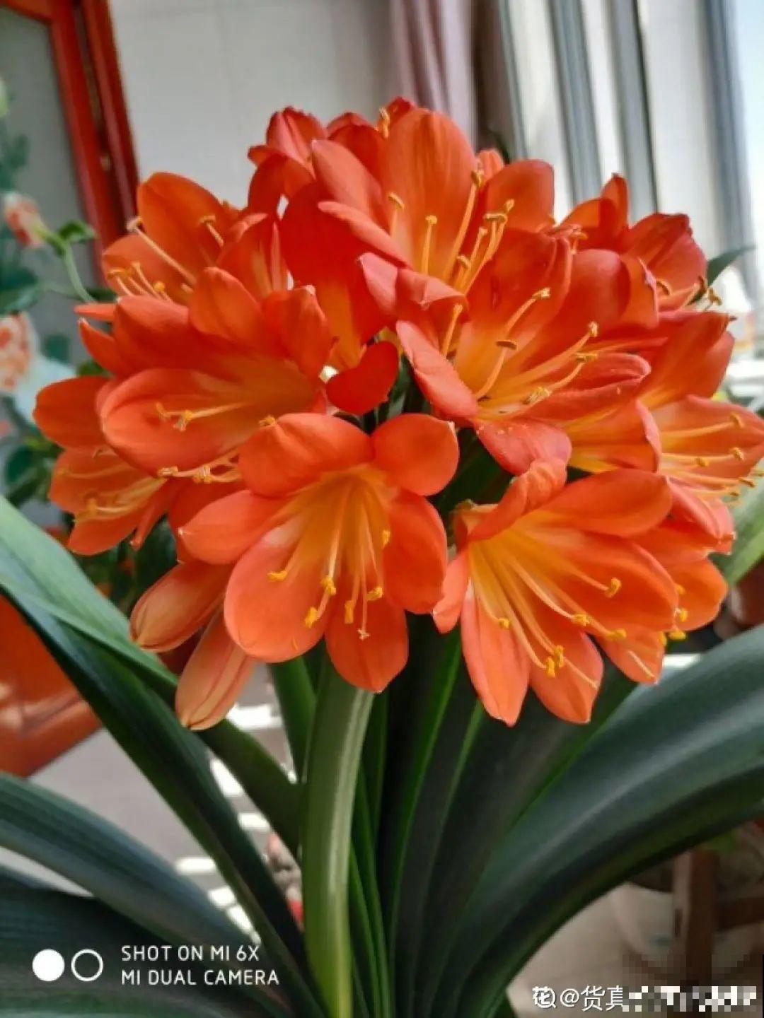 越晒越美的花，扔太阳底下晒着，红红的特好看！