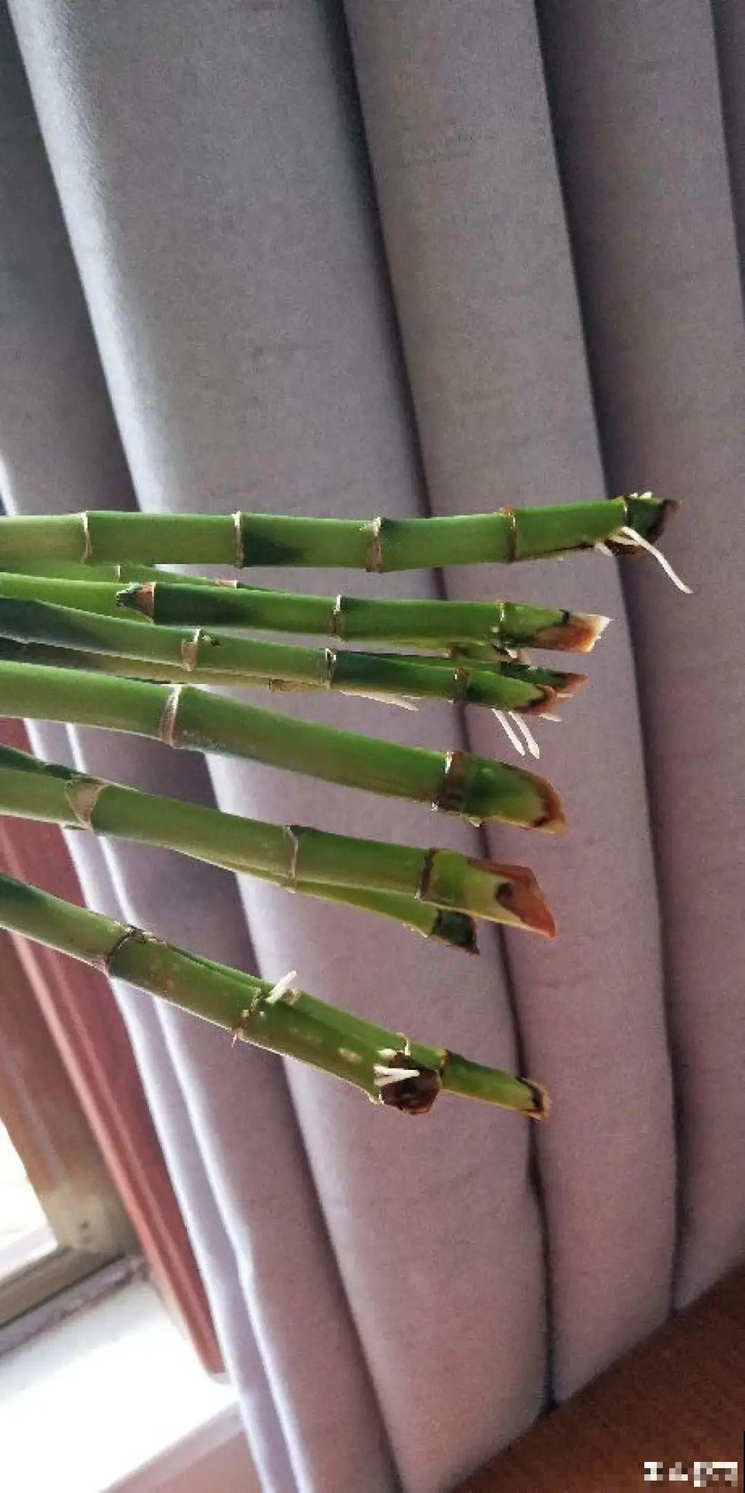 这花10块钱买一大把，丢水里冒出萝卜根，太好养！