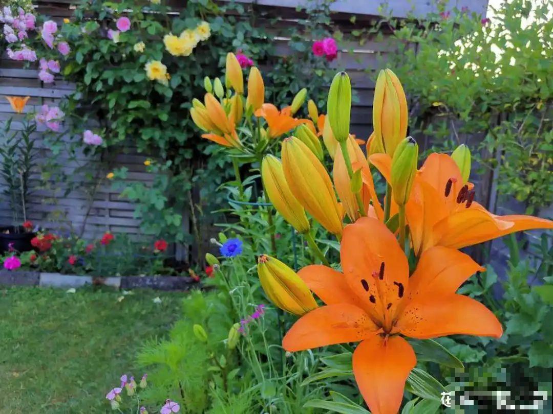 再穷也要养长寿花，寓意好、开花美，养人又养家！