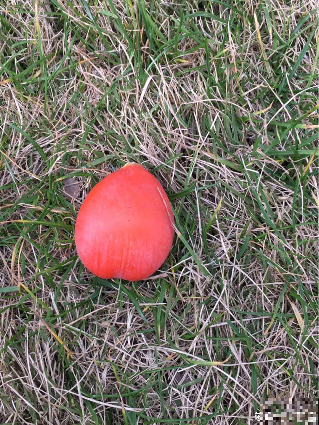 铁树开花，生了一窝“蛋”，千万别乱掏！