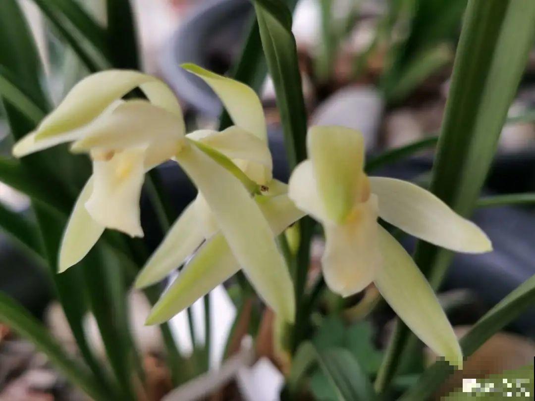 你在哪个城市，最适合养的花就是它！