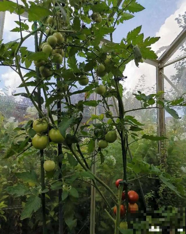 我想有个菜园子,秋天结满新鲜蔬菜,现在正收获! 我想有个菜园子,秋天结满新鲜蔬菜,现在正收获!