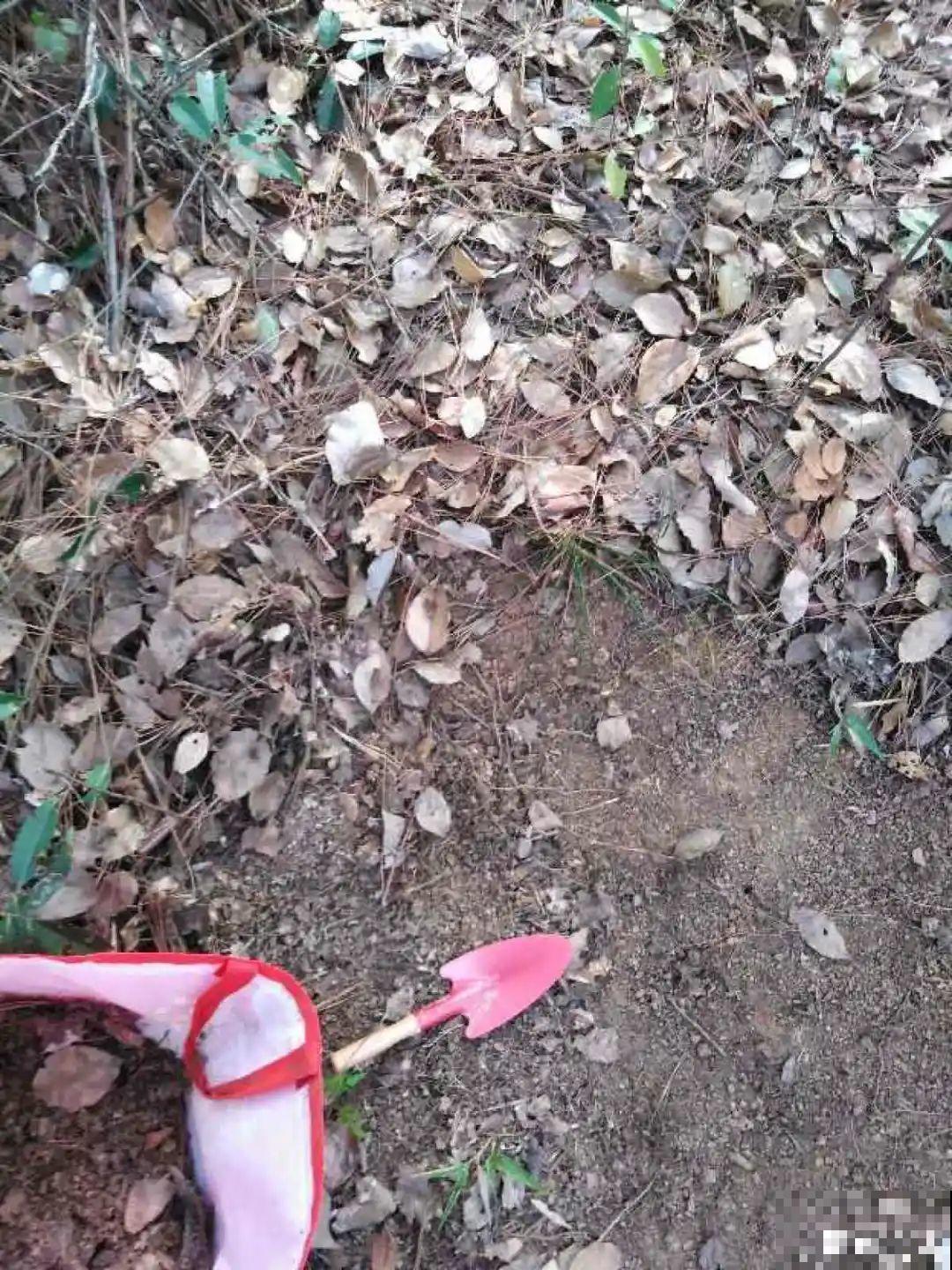 杀虫的好时机到了,虫卵一窝端,来年再也不生虫! 杀虫的好时机到了,虫卵一窝端,来年再也不生虫!