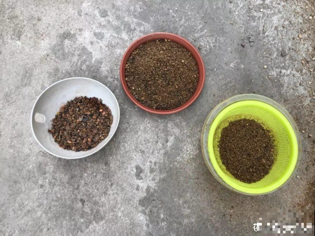 种球一直不开花,扔塑料袋里捂一捂,一周就发芽 种球一直不开花,扔塑料袋里捂一捂,一周就发芽