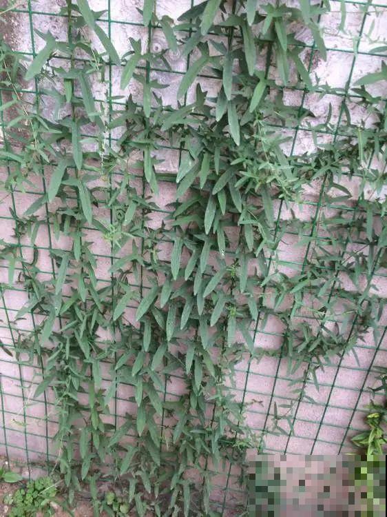 南方花友请注意，这几种花先别买，买回家就挂！