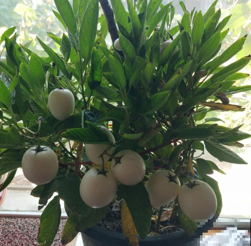 传说中的人参果,自家也能种,省老多钱了! 传说中的人参果,自家也能种,省老多钱了!