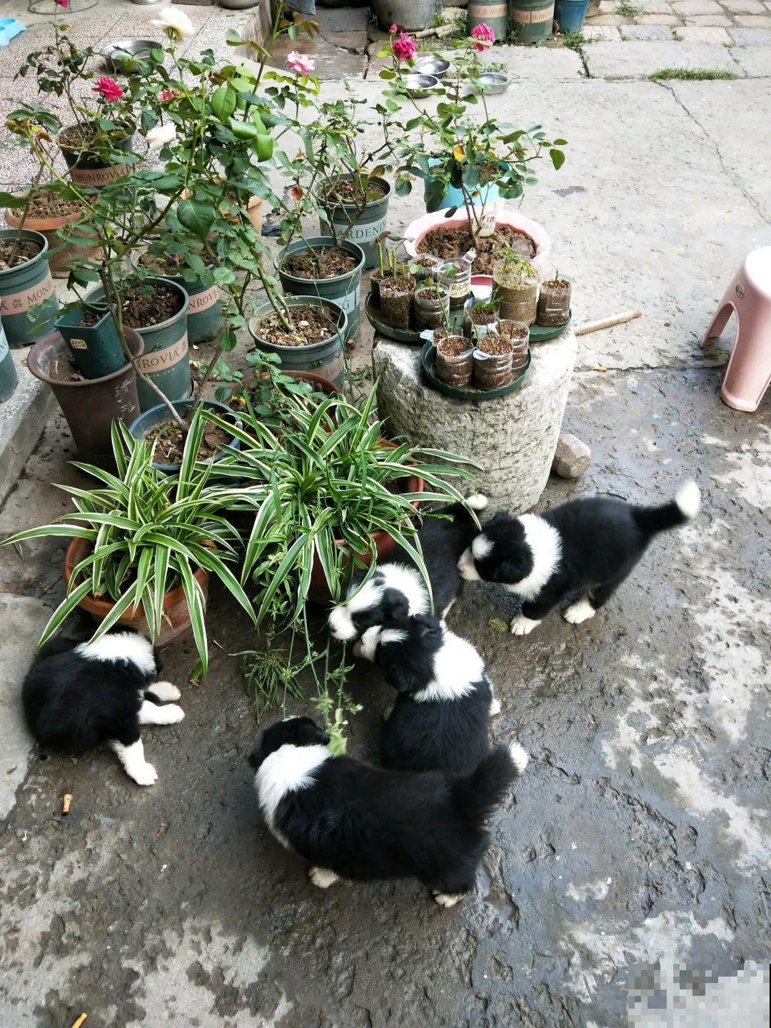 叶子被狗啃光了,还能不能活?糟心! 叶子被狗啃光了,还能不能活?糟心!