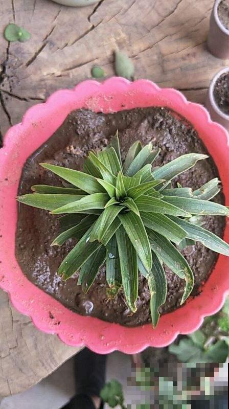 吃完的菠萝别扔，栽到土里还能活，养上几年能结果！