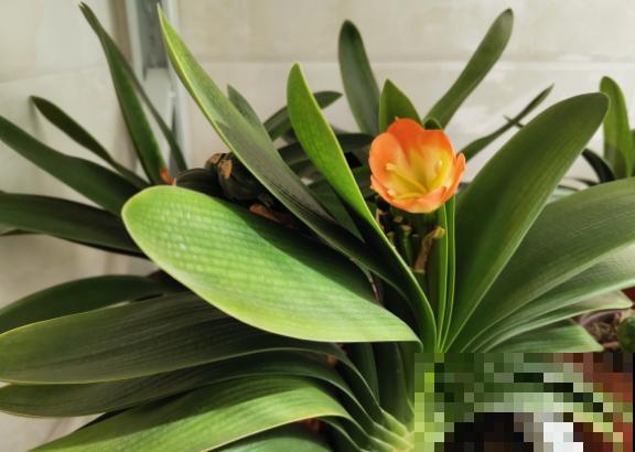 3种植物即将开花，花量大还特美丽，不入手很可惜！