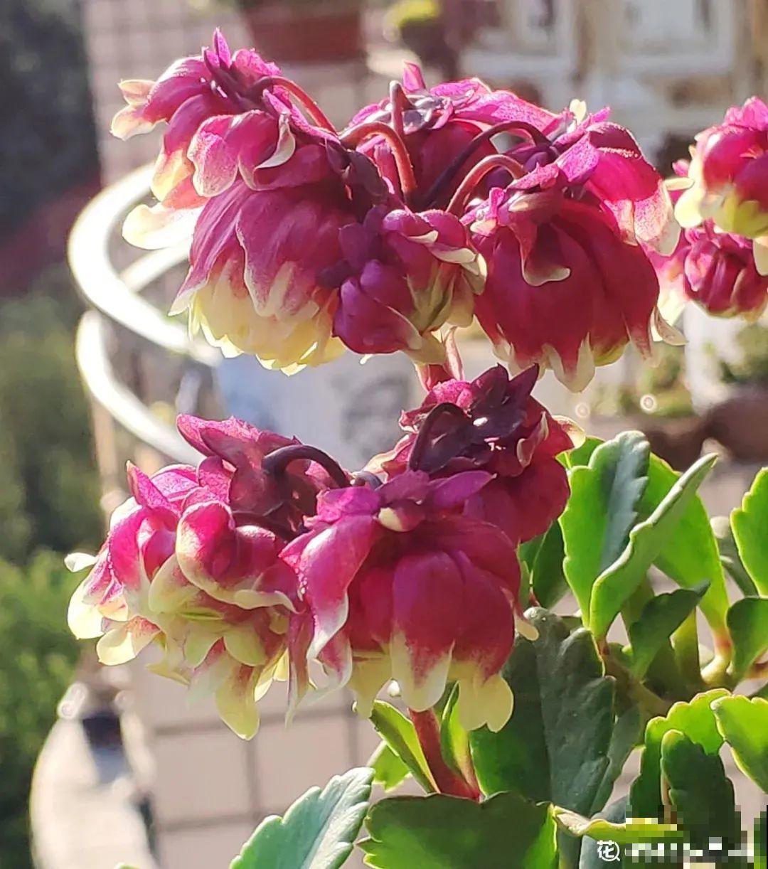 长寿花变异了,开花长这样,邻居天天过来看! 长寿花变异了,开花长这样,邻居天天过来看!