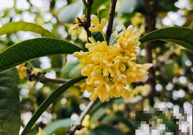 花是一种文化，每个传统节日，都有一种花