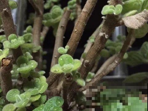 最大的长寿老桩,7年时间,养成盆景! 最大的长寿老桩,7年时间,养成盆景!