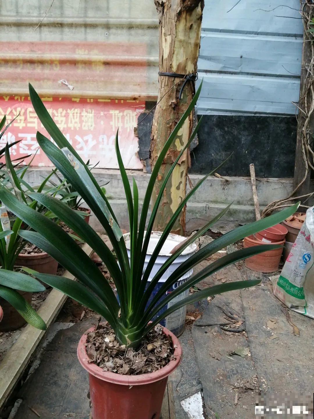 秋天开始降温了,9种花放外面冻一冻,开出饱满大花球 秋天开始降温了,9种花放外面冻一冻,开出饱满大花球