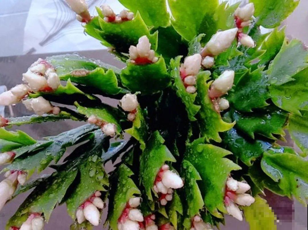 8种花，养嫩不养老，老了要多修剪！