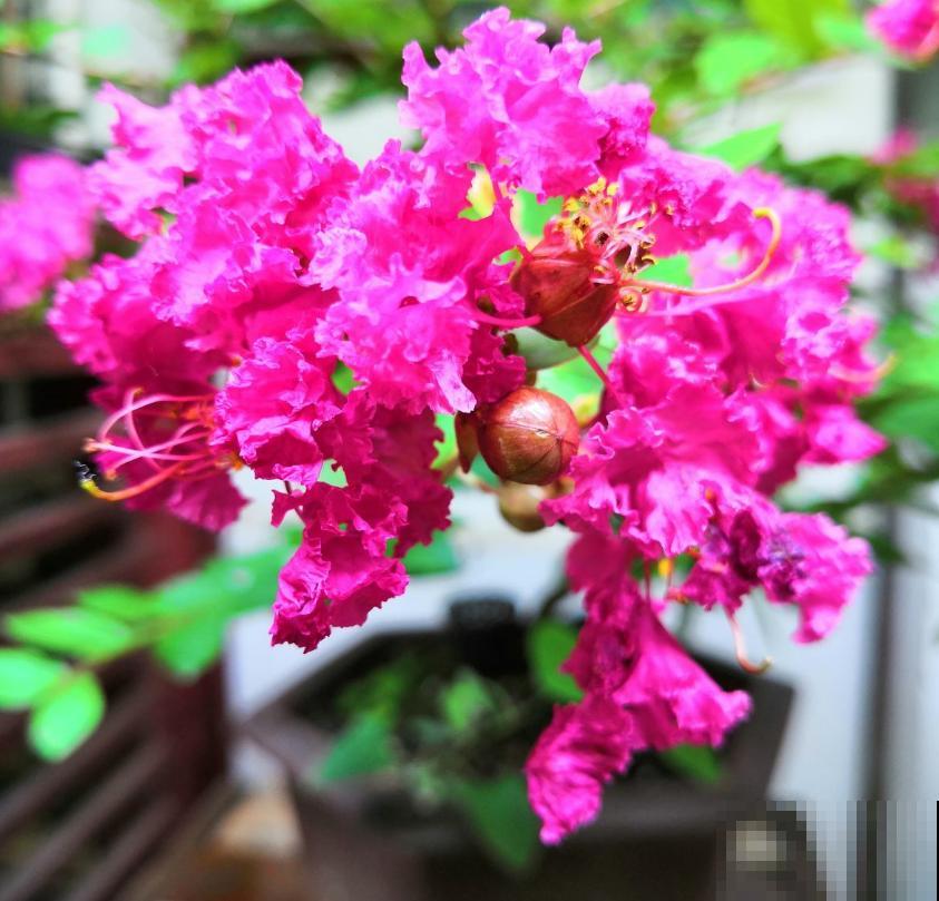 紫薇花开得小,别急,原因很多,进来查一查! 紫薇花开得小,别急,原因很多,进来查一查!