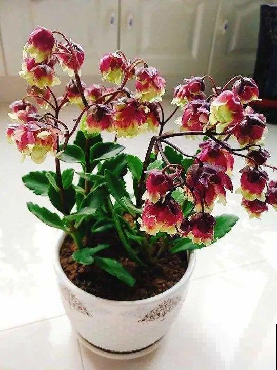 长寿花枝叶茂盛，就是不长花苞，到底怎么回事？